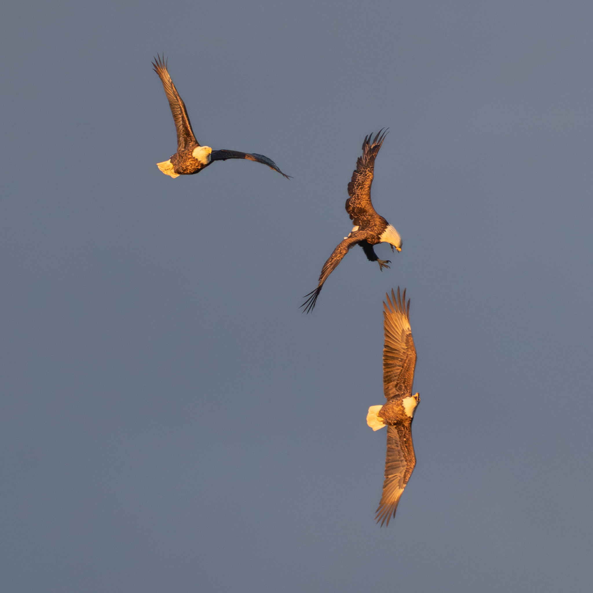 Eagles getting more territorial, Pelicans stopping on their way south