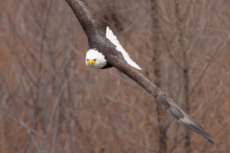 Local eagles active, pelicans passing through