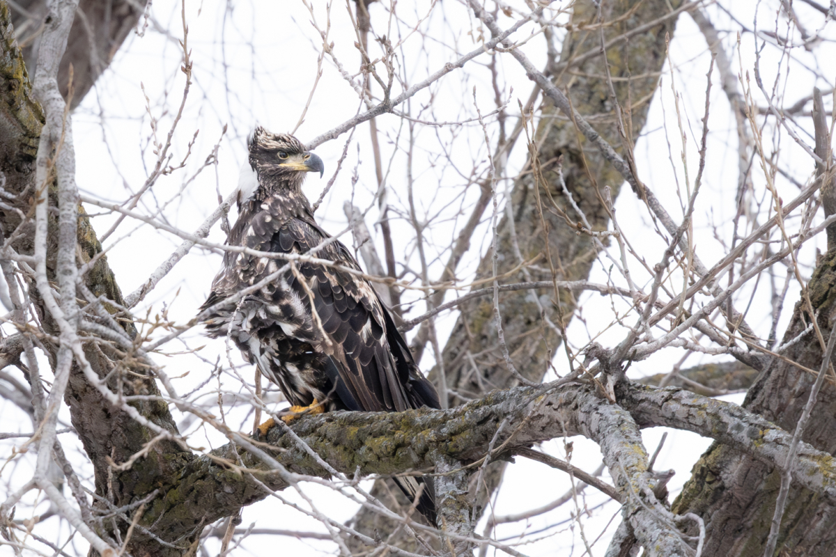 Snow and cold, at least six eagles at Colvill Park, Pelicans remain