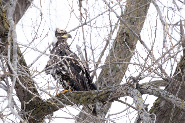 Snow and cold, at least six eagles at Colvill Park, Pelicans remain