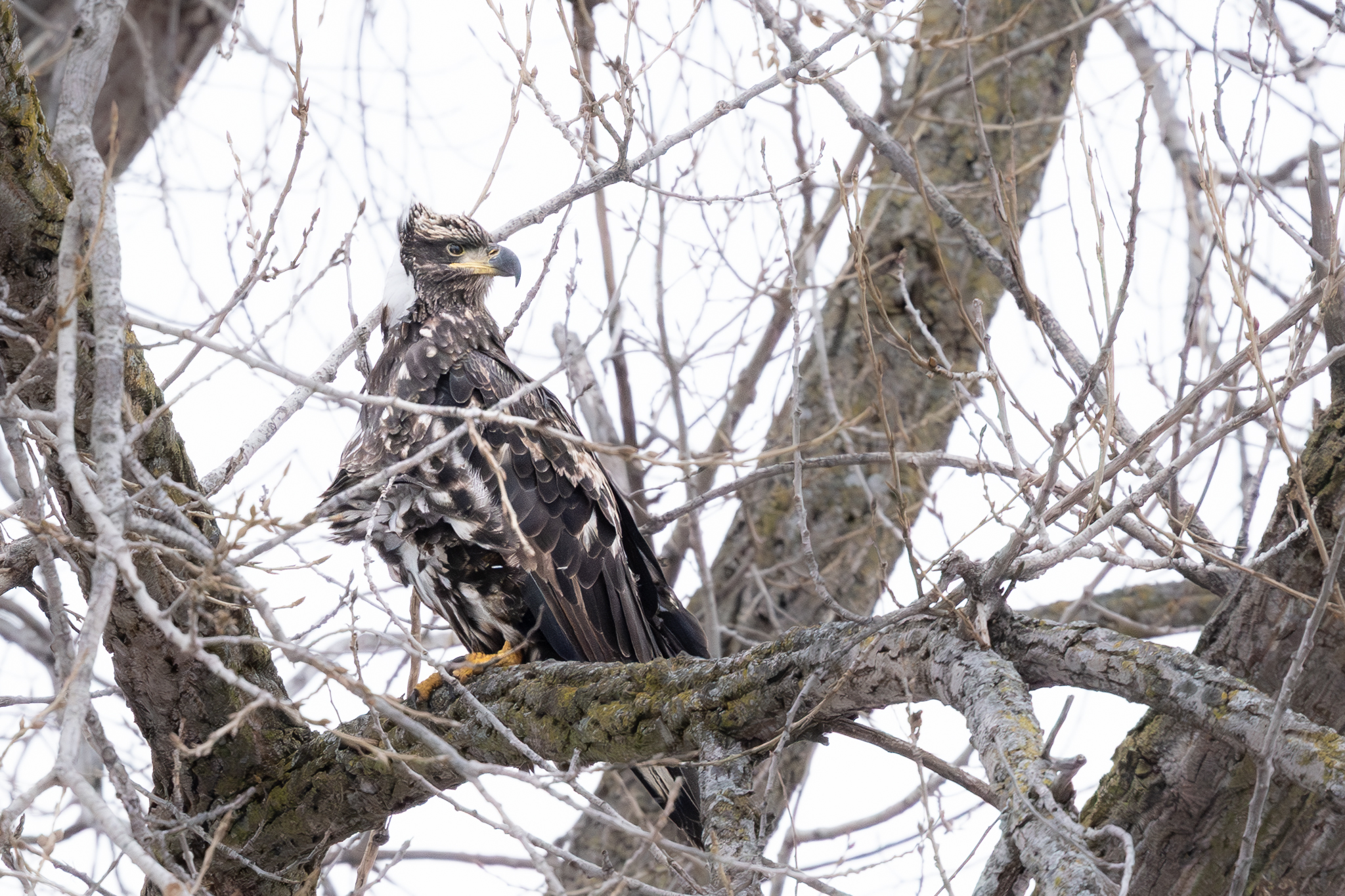 Snow and cold, at least six eagles at Colvill Park, Pelicans remain