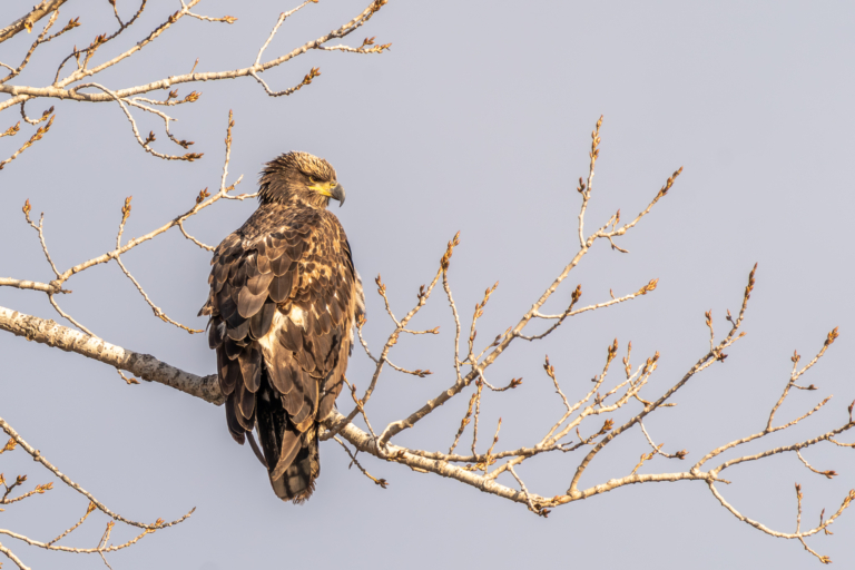 Eagles at Bay Point Park and Pelicans stay at Colvill Park