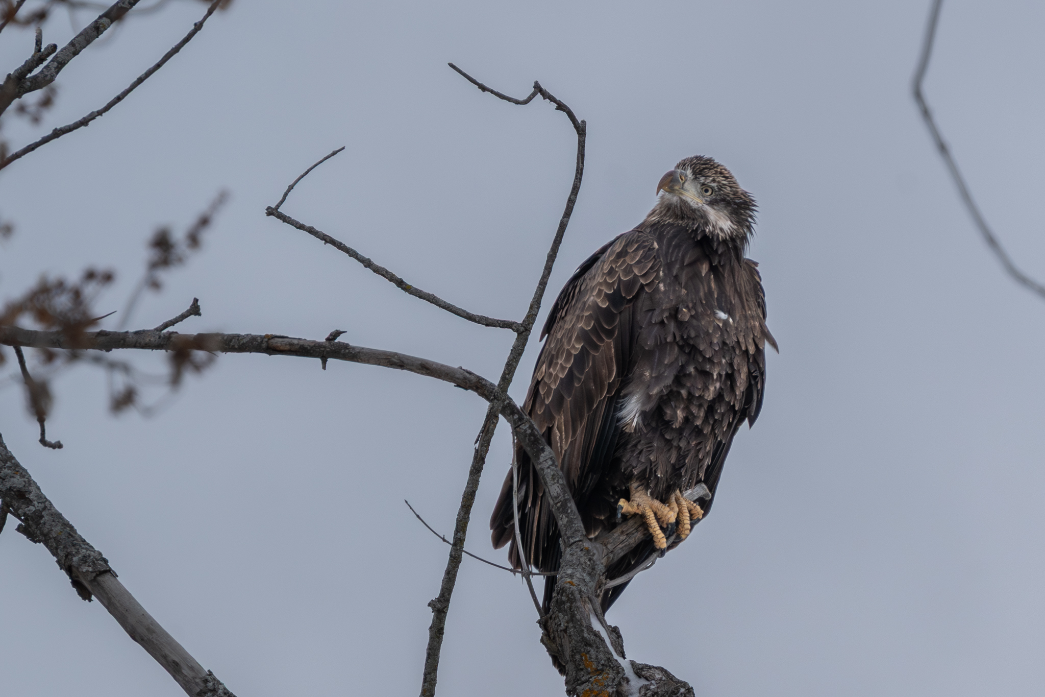 After the snowstorm, 32 eagles at Colvill Park, Pelicans remain