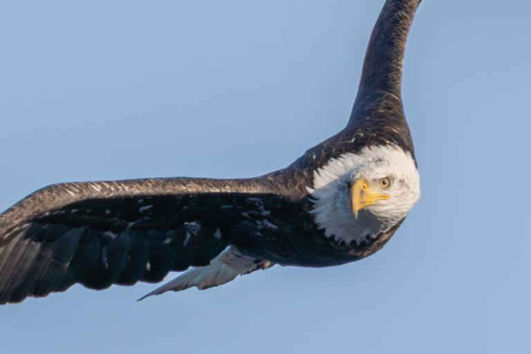 Subzero temperatures after thaw, just a few eagles in the parks