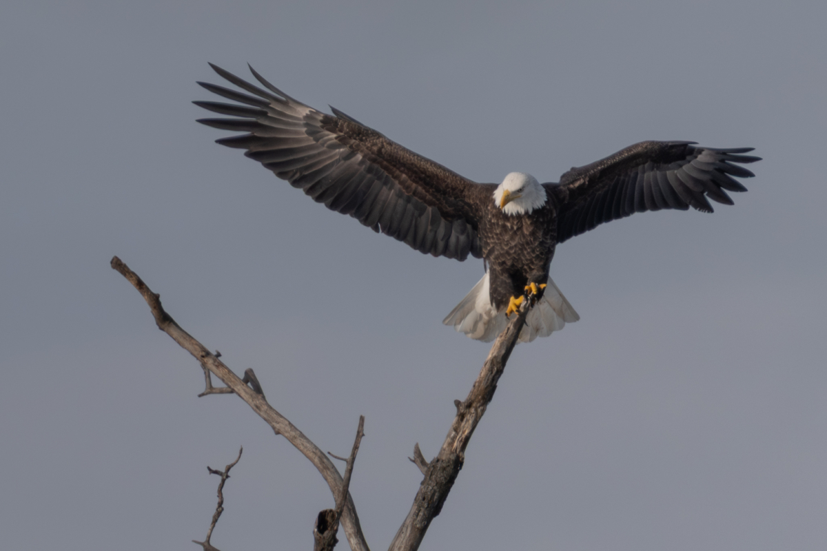 A few eagles at Colvill Park in the gusty winds and falling temps, Pelicans remain