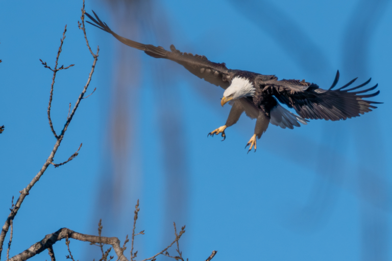 About 24 eagles at Colvill Park, 12 at Bay Point Park, Pelicans remain
