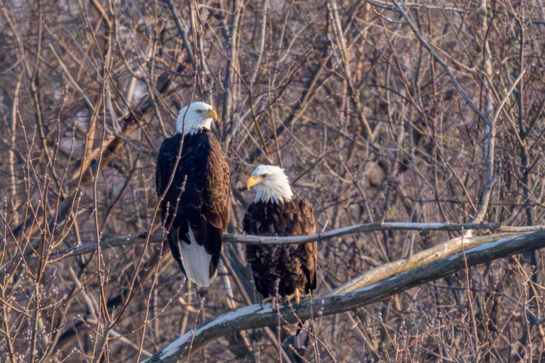About six eagles in Colvill Park today