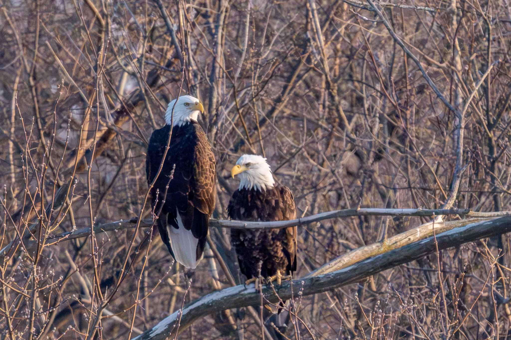 About six eagles in Colvill Park today