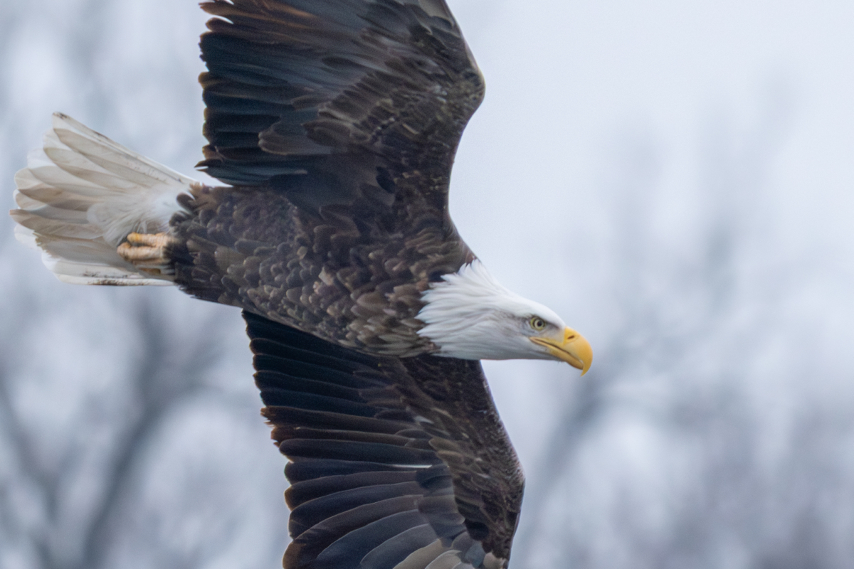 Gloomy and foggy, about a dozen eagles at Colvill Park