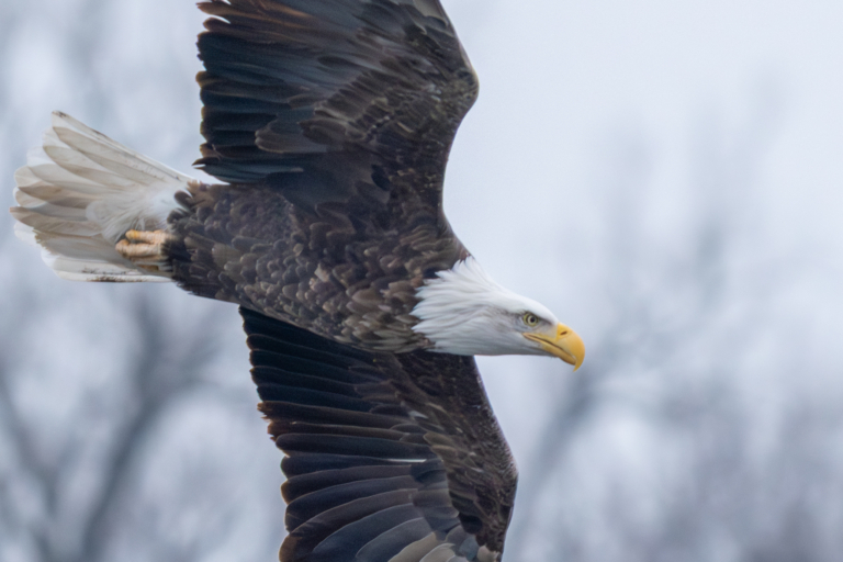 Gloomy and foggy, about a dozen eagles at Colvill Park