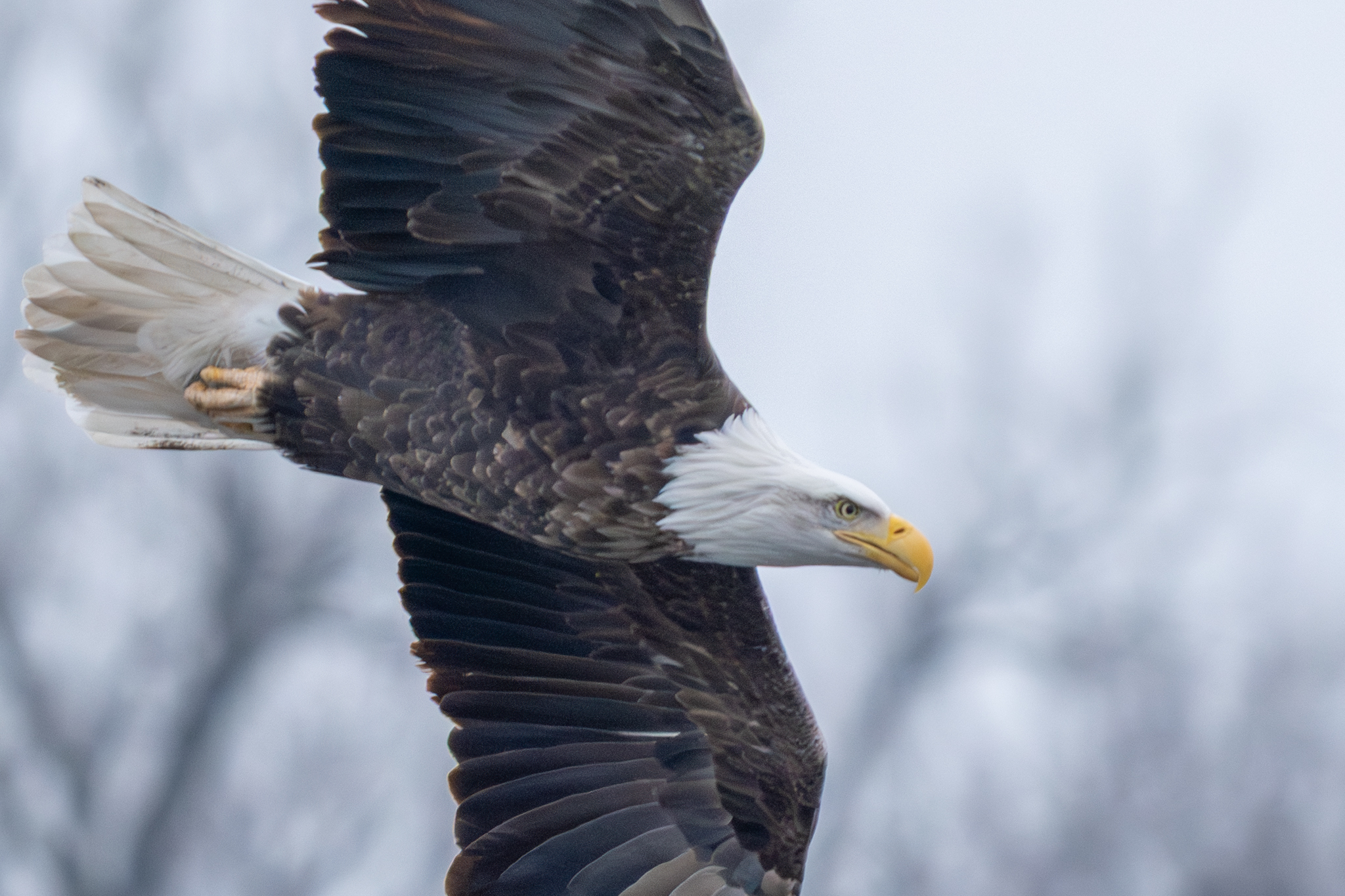 Gloomy and foggy, about a dozen eagles at Colvill Park