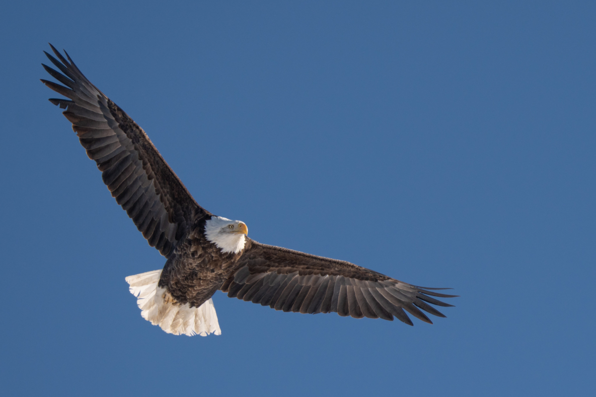 Over two dozen eagles at Colvill Park