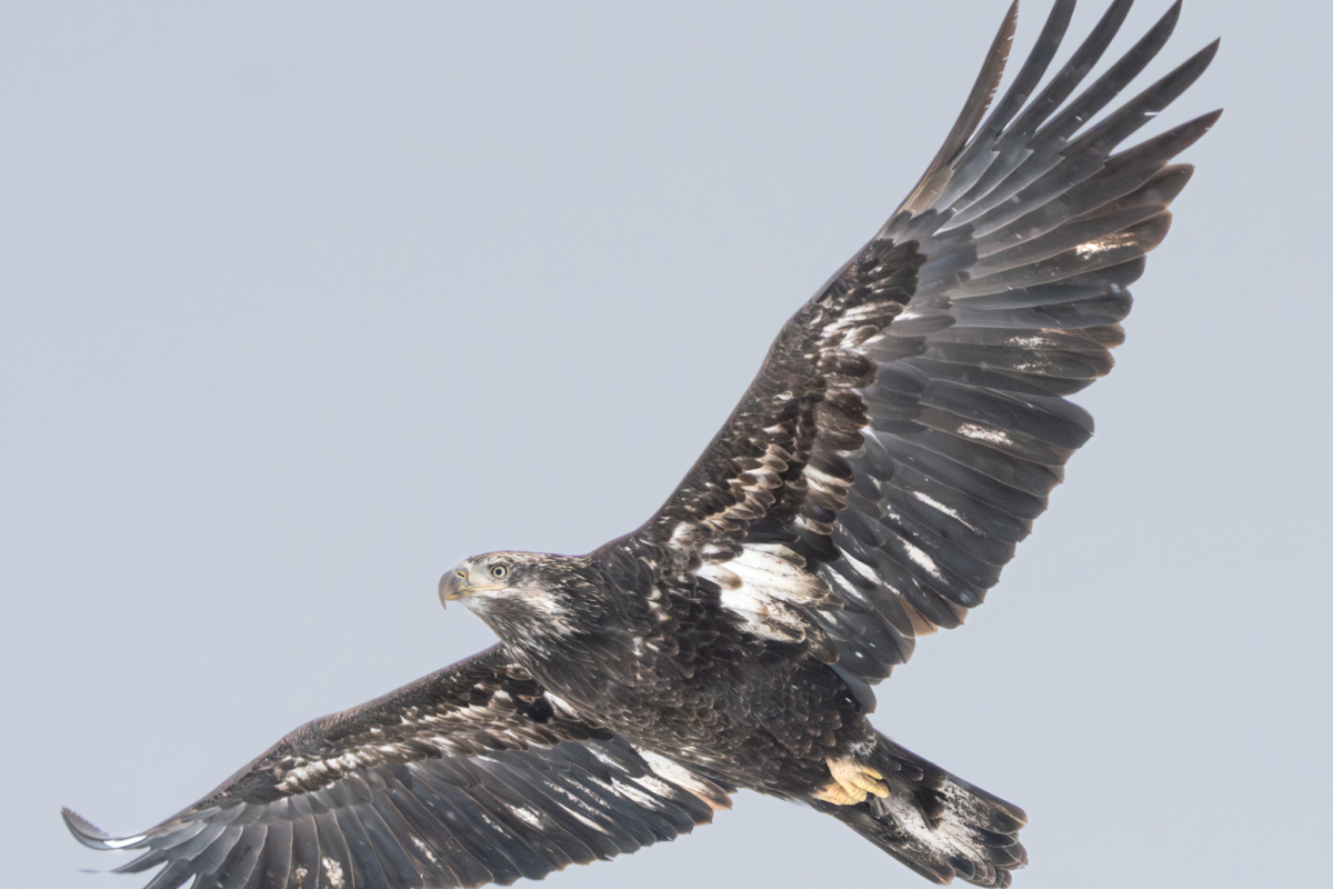 At least 64 eagles at Colvill Park this morning