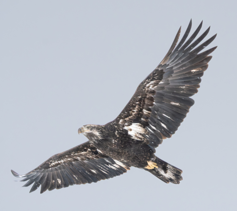 At least 64 eagles at Colvill Park this morning