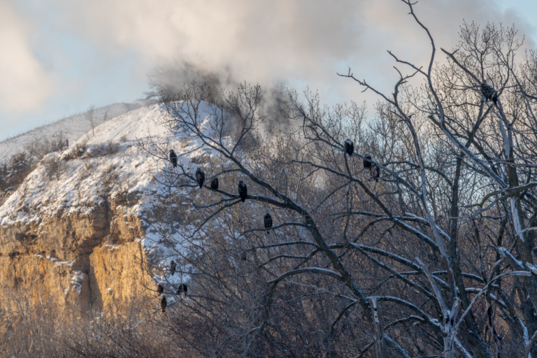 Just a few eagles in the morning, 35 in the afternoon at Colvill Park