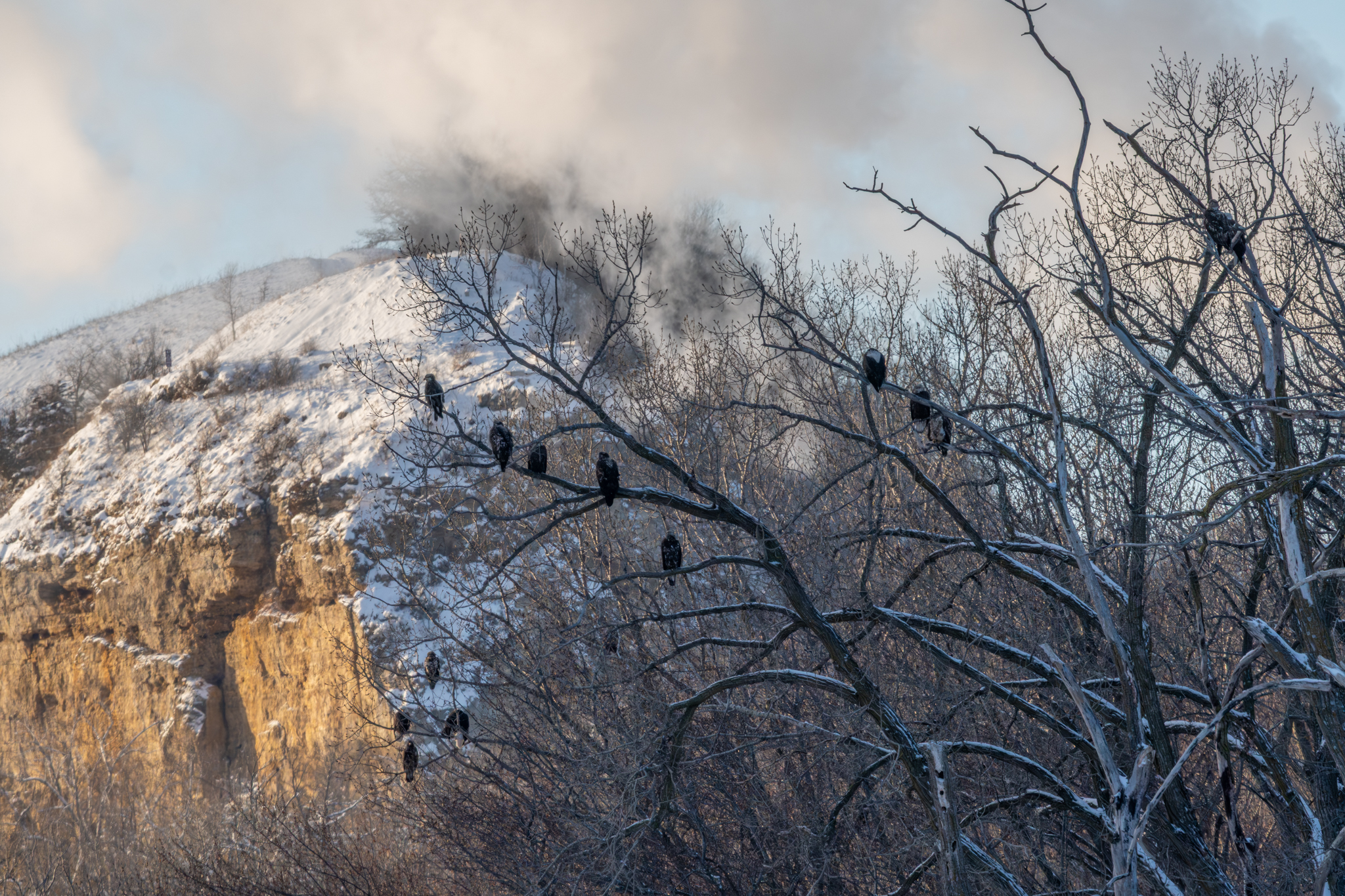 Just a few eagles in the morning, 35 in the afternoon at Colvill Park
