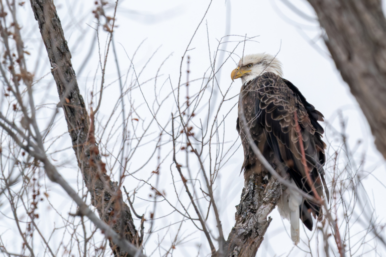 About 20 eagles at Colvill Park in the morning