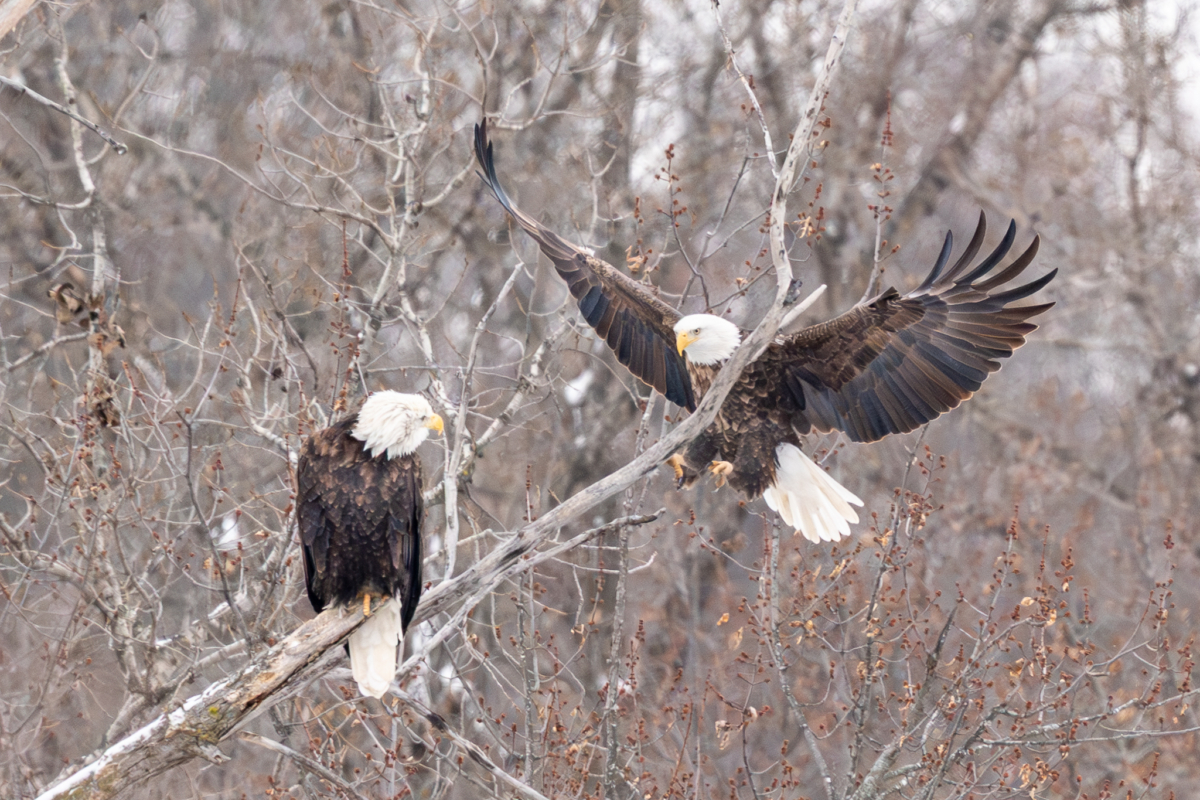 About 20 eagles continue at Colvill Park