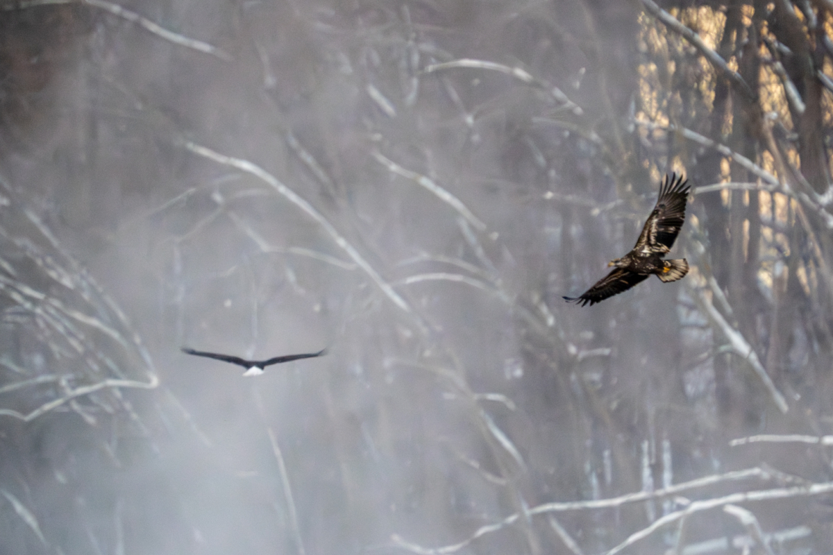 Subzero temperatures this morning, about 30-40 eagles at Colvill Park