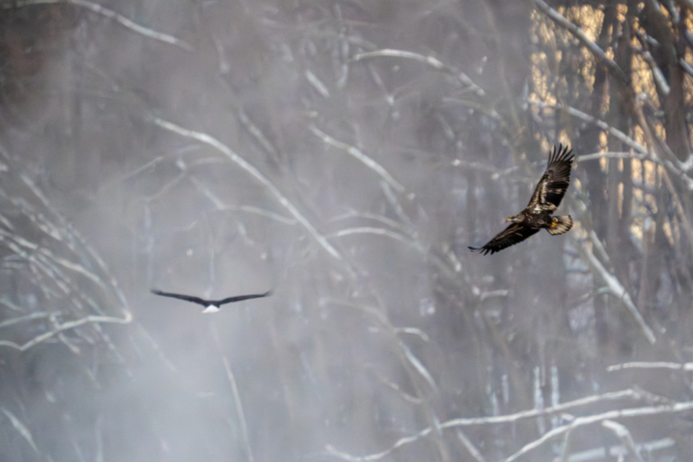 Subzero temperatures this morning, about 30-40 eagles at Colvill Park