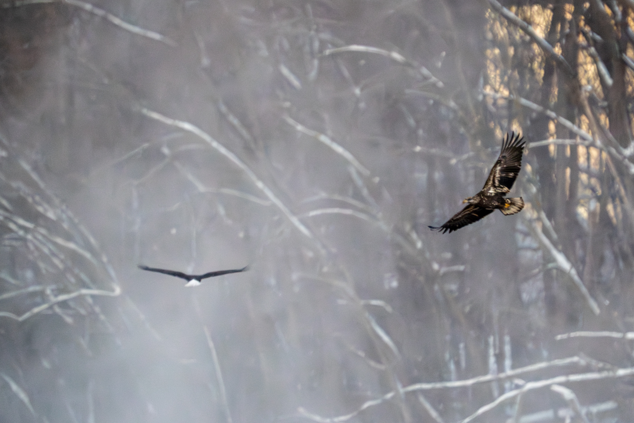 Subzero temperatures this morning, about 30-40 eagles at Colvill Park