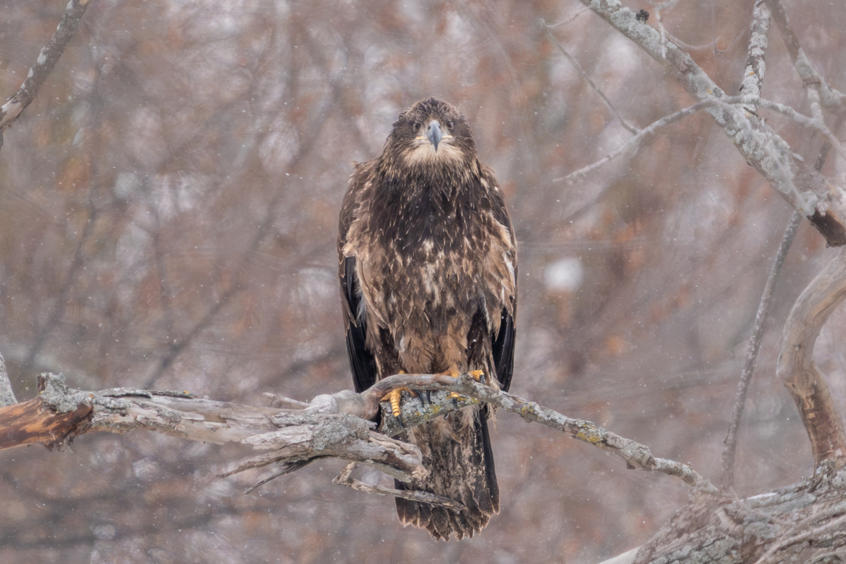 Fewer eagles at Colvill Park, Pelicans continue