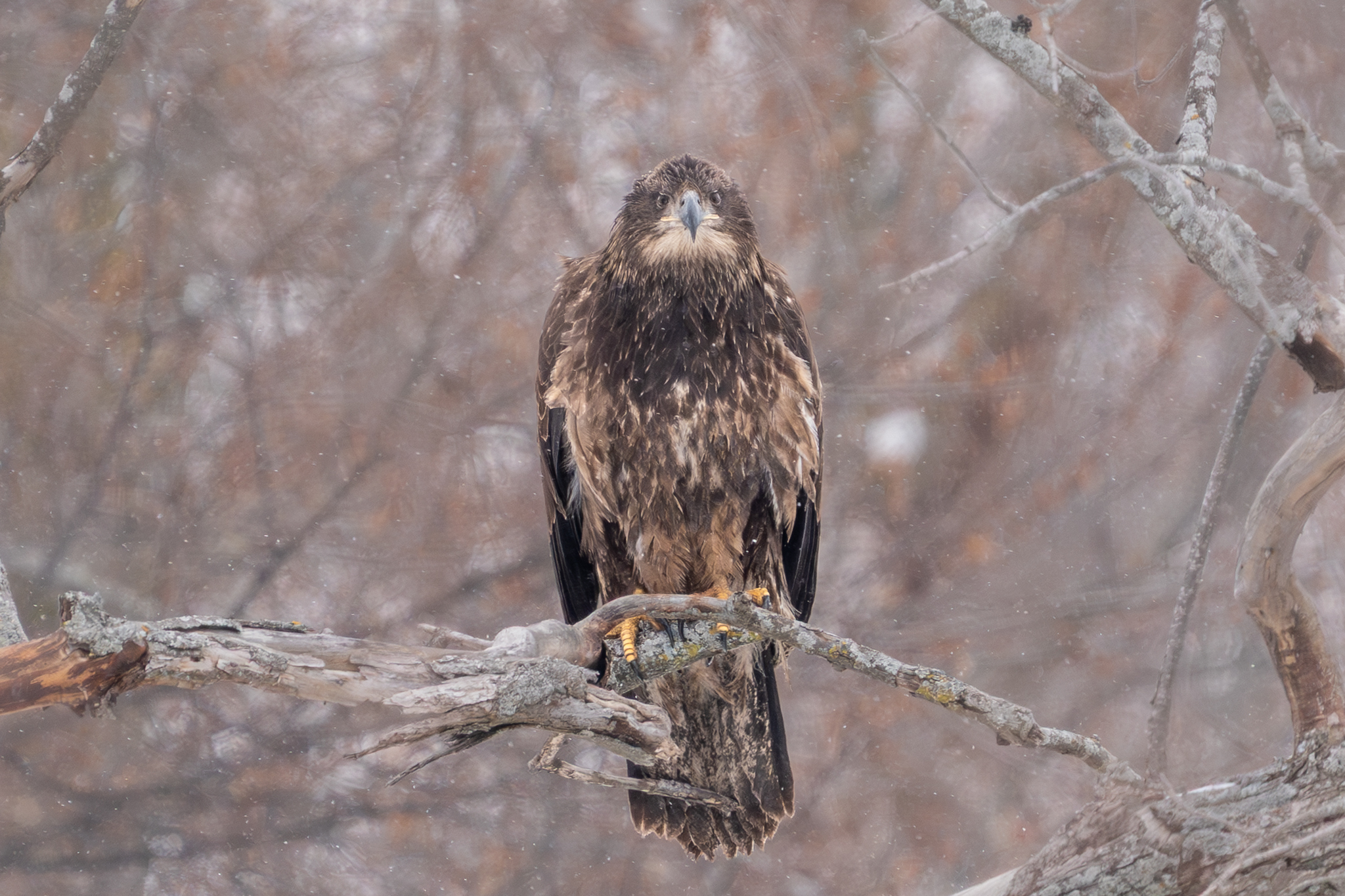 Fewer eagles at Colvill Park, Pelicans continue