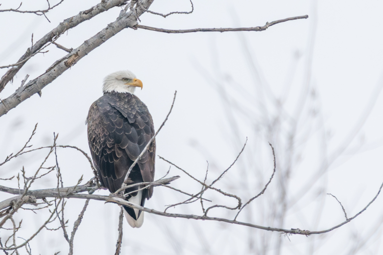 Eight eagles at Bay Point Park, six at Colvill Park, and Pelicans continue
