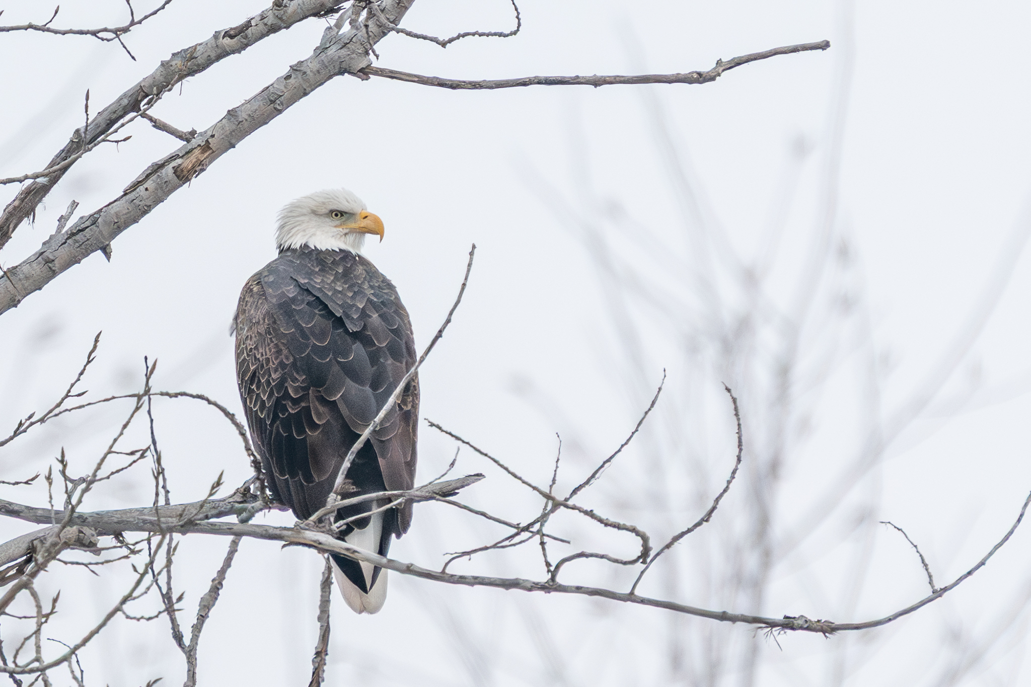 Eight eagles at Bay Point Park, six at Colvill Park, and Pelicans continue