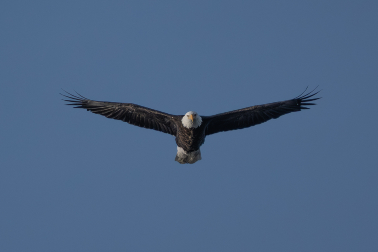 About six eagles at Bay Point Park, eight around Colvill Park, lots of Mergansers