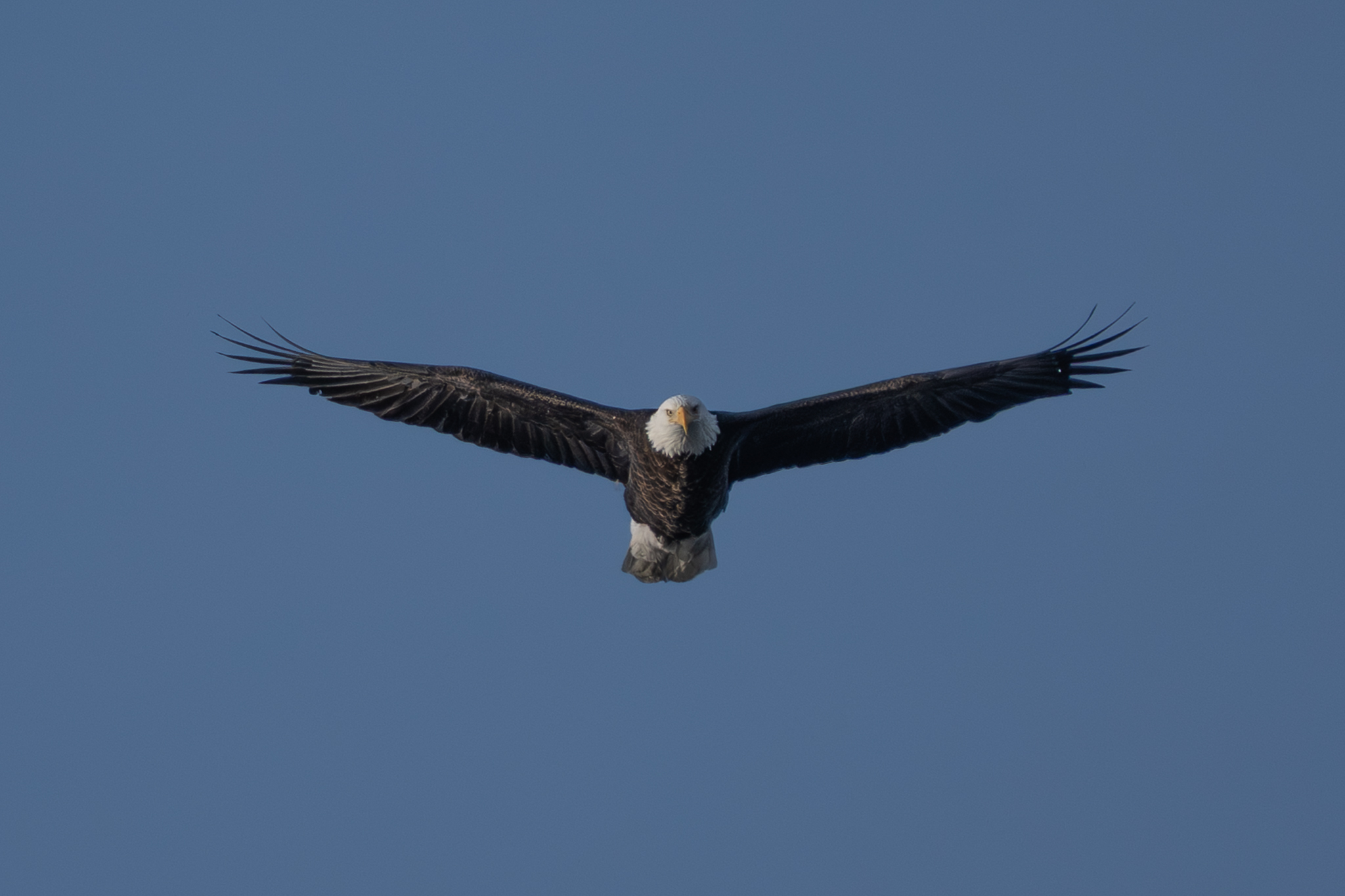 About six eagles at Bay Point Park, eight around Colvill Park, lots of Mergansers