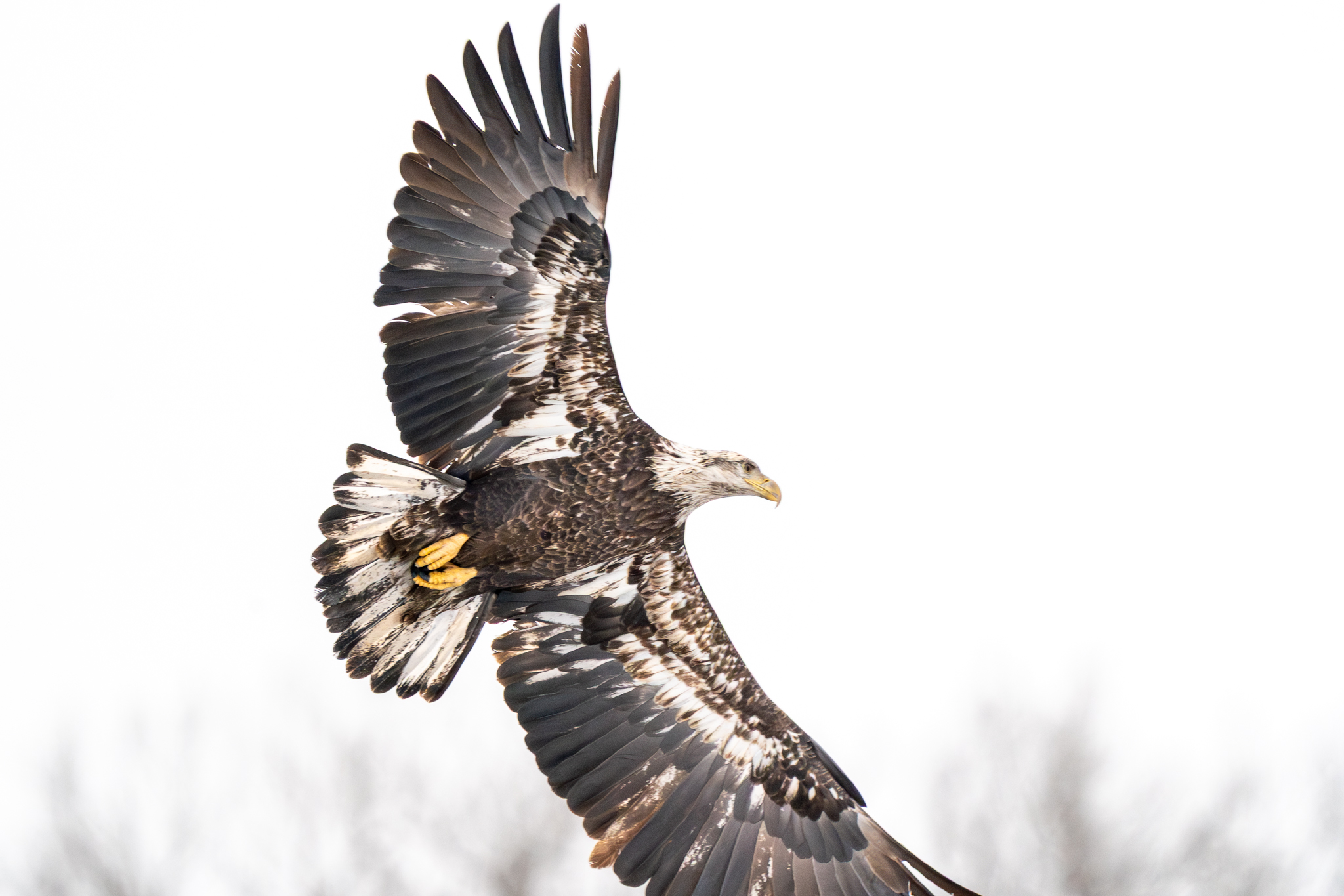 A few eagles at Bay Point Park, at least ten at Colvill Park