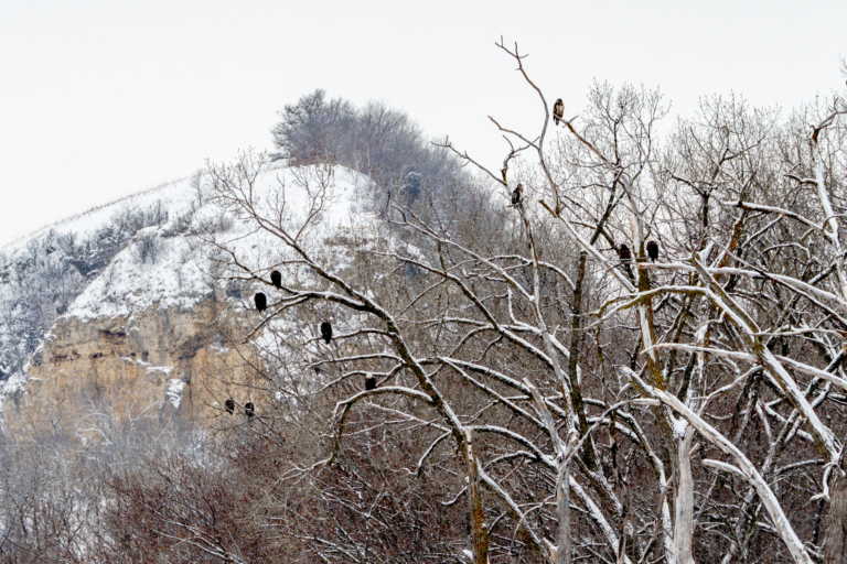 About 22 eagles at Colvill Park after another snowfall