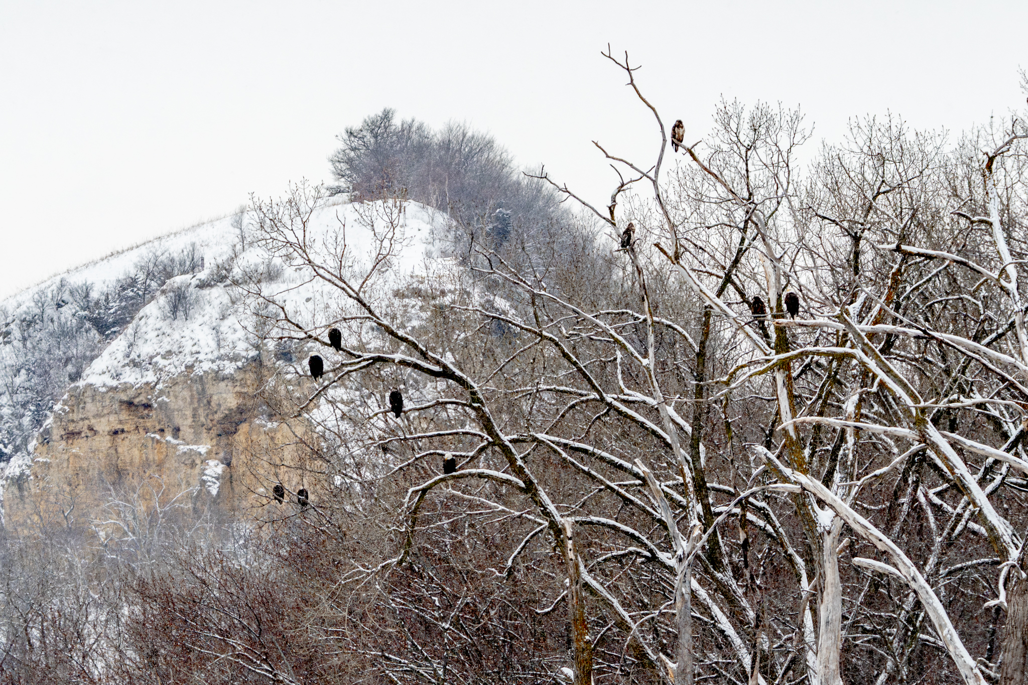 About 22 eagles at Colvill Park after another snowfall