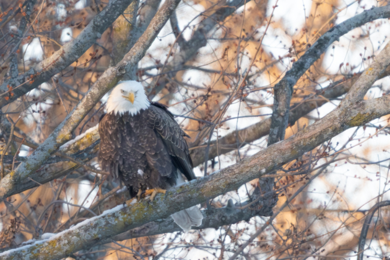 About 33 eagles at Colvill Park this morning