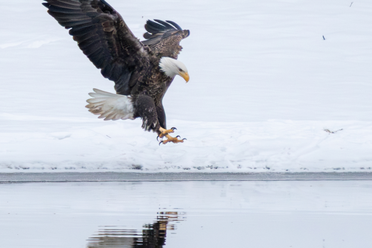 At least 18 eagles at Colvill Park, a little action at Bay Point Park