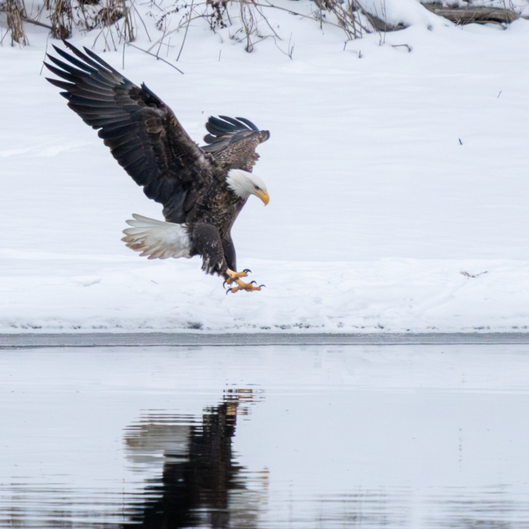 At least 18 eagles at Colvill Park, a little action at Bay Point Park