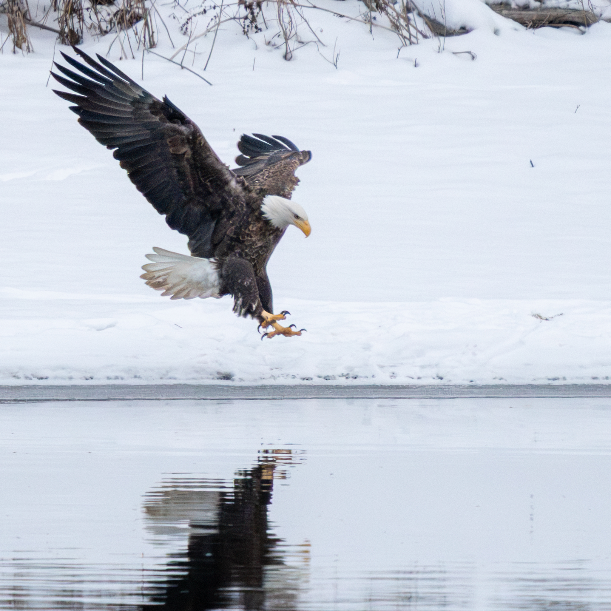 At least 18 eagles at Colvill Park, a little action at Bay Point Park