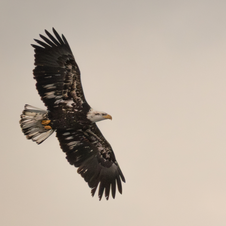18 Eagles at Colvill Park, with Pelicans continuing to stay