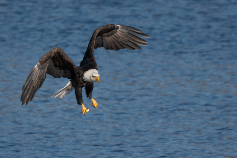 A few eagles at Colvill Park, a few more at Bay Point Park, more along channel