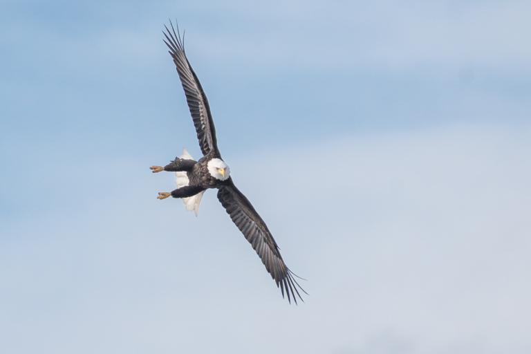 UPDATE: After gloomy skies, the sun came out and eagles were active at Colvill Park