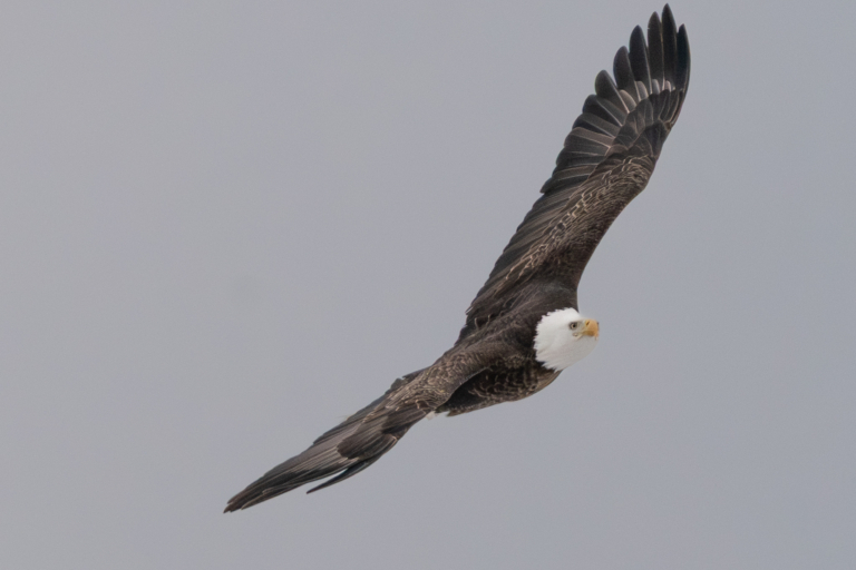 About 24 eagles at Colvill Park this morning, scuffle at Bay Point Park
