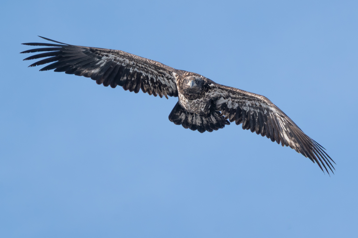 Subzero temperatures, ice on main channel, over 40 eagles at Colvill Park