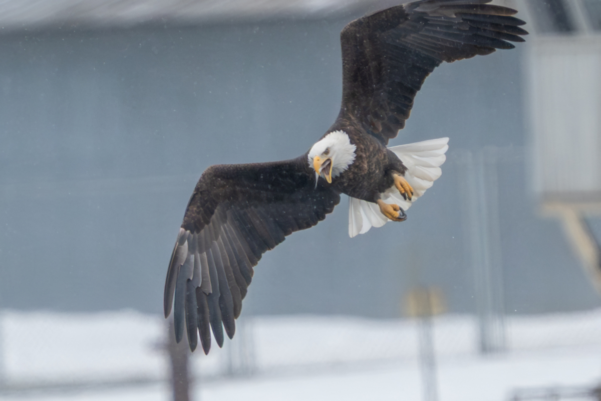 Dropping temperature, gusty winds, and about 20 eagles at Colvill Park