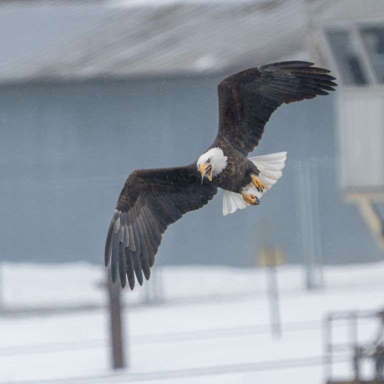 Dropping temperature, gusty winds, and about 20 eagles at Colvill Park