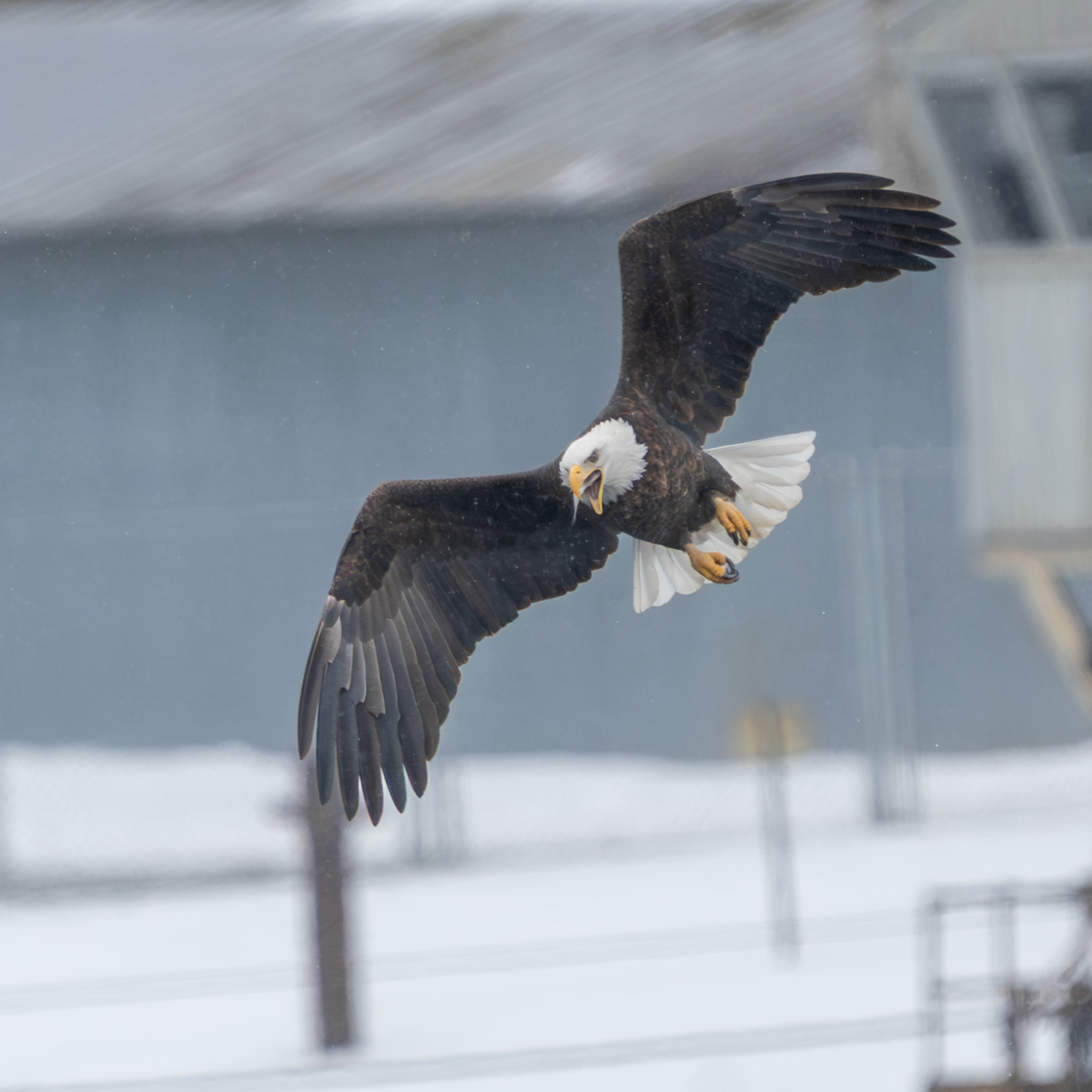 Dropping temperature, gusty winds, and about 20 eagles at Colvill Park