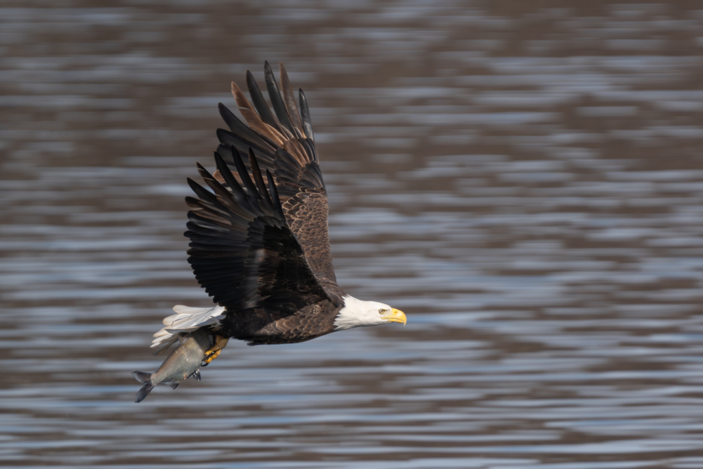 An eagle flies away with a large fish at Colvill Park in Red Wing