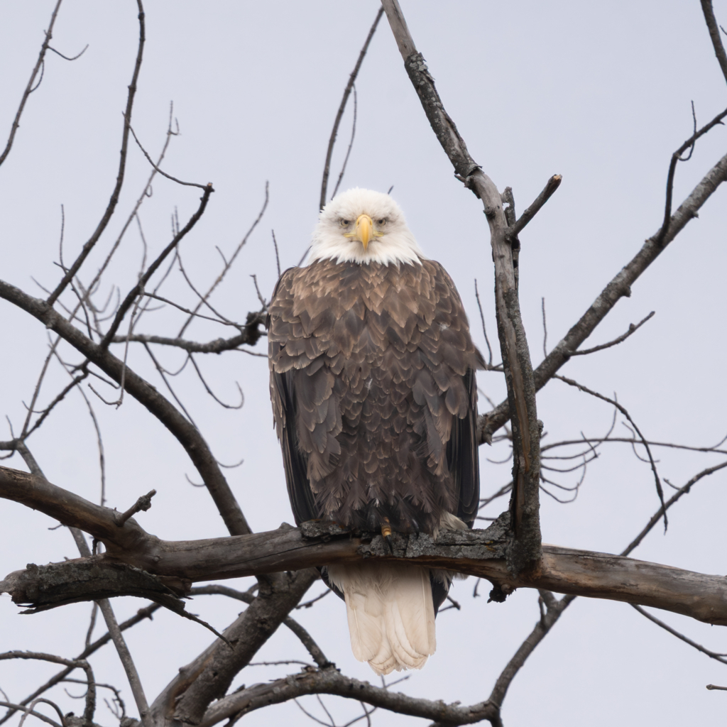 Just sitting at Colvill Park in Red Wing