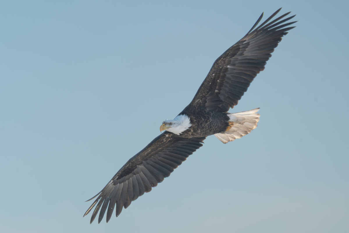 A few eagles at the parks, some fishing in the river