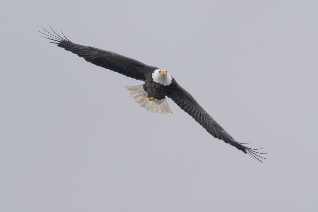 Eagle flying over the Mississippi River in Red Wing